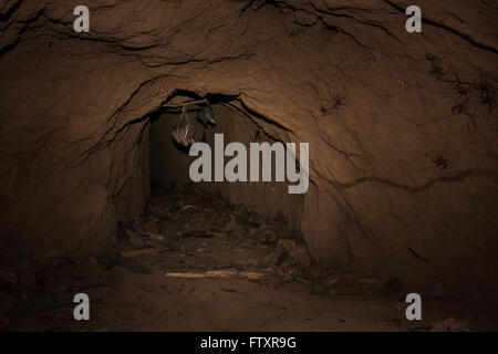 Fledermäuse machen jetzt ihre Heimat in den alten unterirdischen Krieg Tunneln im Cu Chi, Vietnam (mit Grillen an den Wänden) Stockfoto