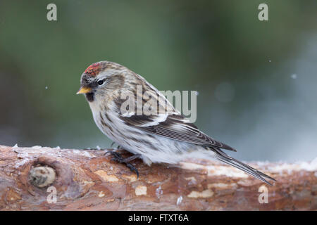 Gemeinsame Redpoll (Acanthis Flammea) in winterclimate Stockfoto