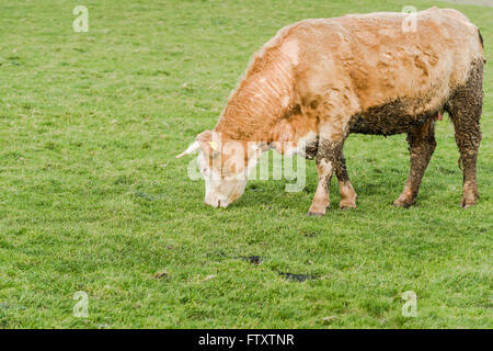 Kuh Weiden auf grünen Rasen, englische Rasse Stockfoto