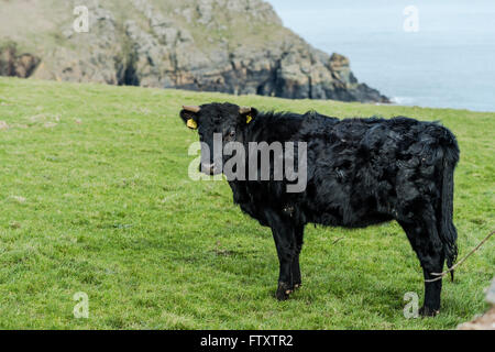 Schwarze lange Haare Kuh auf dem grünen Rasen in Cornwall Stockfoto