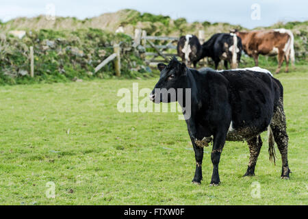 Herde der Kühe auf dem grünen Rasen, Farmong Konzept Stockfoto