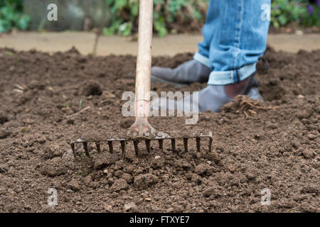 Gärtner Rechen den Boden Beete im Frühjahr vorbereiten. UK Stockfoto