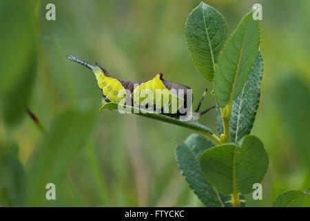 Puss Moth (Cerura Vinula) Raupe auf Weiden Stockfoto