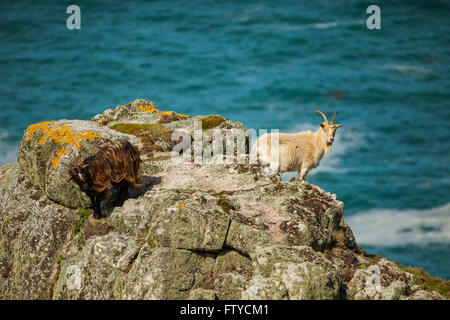 Wilde Ziege auf Lundy Island vor der Küste von Devon, England. Stockfoto