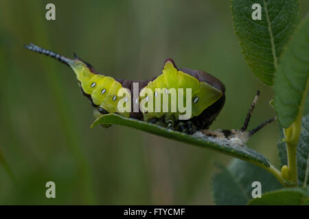 Puss Moth (Cerura Vinula) Raupe auf Weiden Stockfoto