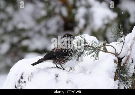 Gefleckte Tannenhäher (Nucifraga Caryocatactes) auf den Schneehaufen im Winterwald. Moscow Region, Russland Stockfoto