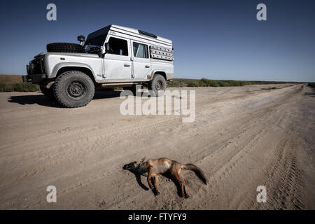 Kirgisistan, Kirgistan, Asien, einsam reisen, 4WD, Verteidiger, Leiche Tier auf dem Weg unterwegs. Stockfoto