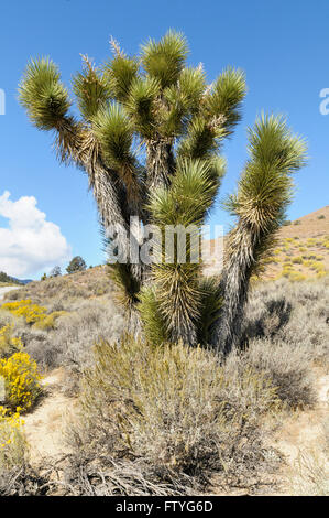 Joshua Tree, Yucca Brevifolia, Kalifornien, USA Stockfoto