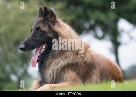 Hund, belgische Schäferhund Tervuren, Gras liegend Stockfoto