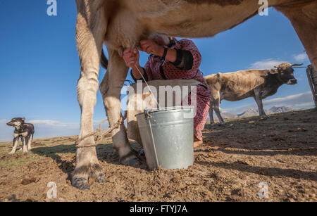 Kirgisistan, Kirgistan, Asien, eine alte Dame Milch der Kuh. Stockfoto