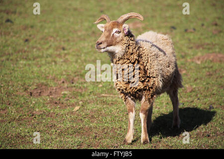 Castlemilk Moorit Schaf in einem Feld. Stockfoto