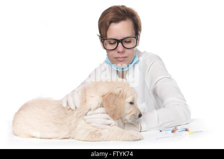 Golden Retriever Welpen beim Tierarzt Check-Prüfung Stockfoto