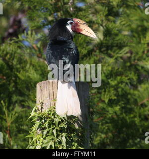 Weibliche Southeast Asian Blyth Hornbill oder Papua Hornbill (Rhyticeros Plicatus) Stockfoto