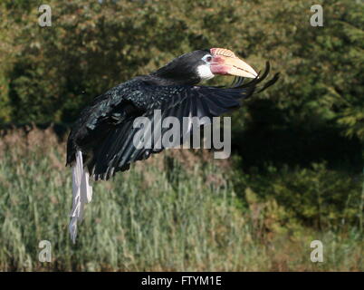 Weibliche Southeast Asian Blyth Hornbill oder Papua Hornbill (Rhyticeros Plicatus) im Flug Stockfoto