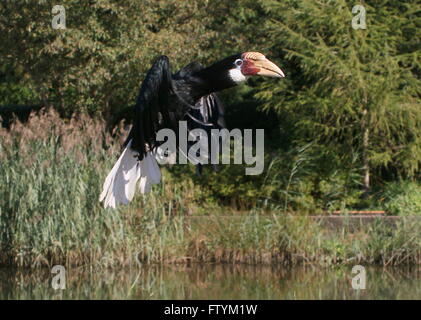 Weibliche Southeast Asian Blyth Hornbill oder Papua Hornbill (Rhyticeros Plicatus) im Flug Stockfoto