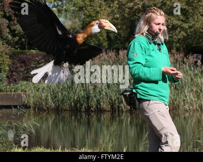 Männliche Blyth oder Papua Hornbill (Rhyticeros Plicatus) im Flug während der Vogelschau, vorbeifliegen Vogel Handler - Avifauna Vogel Zoo Stockfoto