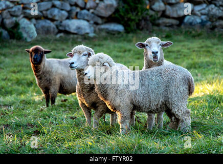 Schafe auf der Weide, Martha's Vineyard, Massachusetts, USA Stockfoto