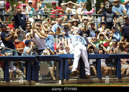 Port Charlotte, Florida, USA. 30. März 2016. WILL VRAGOVIC | Times.Tampa Bay Strahlen erster Basisspieler Steve Pearce (28) lehnt sich über die Mauer schauen, um ein Foul Ball von Boston Red Sox zweiter Basisspieler Dustin Pedroia (15) im vierten Inning des Spiels zwischen den Tampa Bay Rays und den Boston Red Sox in Charlotte Sportpark in Port Charlotte, Florida auf Mittwoch, 30. März 2016 jagen. Die Tampa Bay Rays schlagen die Boston Red Sox 4-3. © Willen Vragovic/Tampa Bay Times / ZUMA Draht/Alamy Live News Stockfoto
