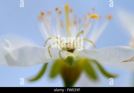 Elkton, Oregon, USA. 30. März 2016. Während einem schönen Frühlingstag wartet eine Krabbenspinne, Hinterhalt Insekten auf einer Pflaumenblüte in einem Obstgarten auf einer Farm nahe Elkton. © Robin Loznak/ZUMA Draht/Alamy Live-Nachrichten Stockfoto