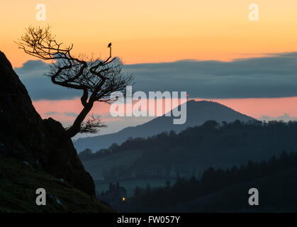 Shropshire, UK. 31. März 2016. UK-Wetter: Ein Vogel Uhren Sonnenaufgang von Lawley in South Shropshire mit Wrekin im Hintergrund. Bildnachweis: John Hayward/Alamy Live-Nachrichten Stockfoto