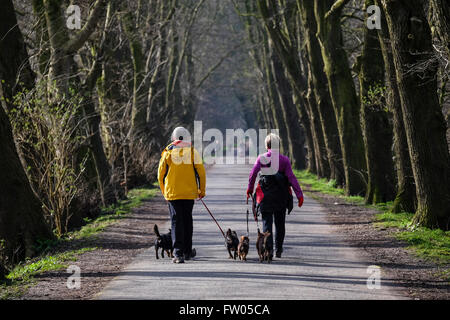 Paare, kleine Hunde, von Bäumen gesäumten Weg Stockfoto