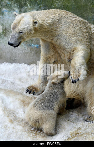 Brno, Tschechische Republik. 30. März 2016. Die Polar Bear Cub (im Bild mit seiner Mutter) ist die Öffentlichkeit in den ZOO von Brno, Tschechische Republik, 30. März 2016 vorgestellt. Bildnachweis: Vaclav Salek/CTK Foto/Alamy Live-Nachrichten Stockfoto