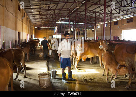 Haridwar, Uttaranchal, Indien. 15. Februar 2016. 15. Februar 2016 - Haridwar, Indien. Arbeiter Milchkühe an Patanjalis Kuh Milchviehbetrieb in Haridwar. © Subhash Sharma/ZUMA Draht/Alamy Live-Nachrichten Stockfoto