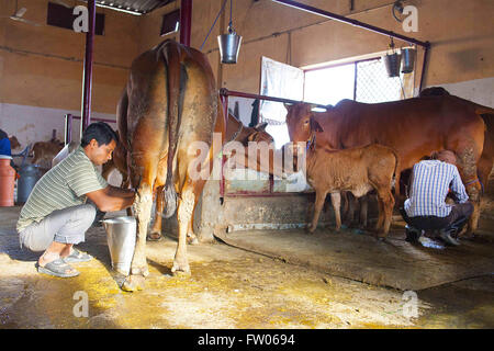 Haridwar, Uttaranchal, Indien. 15. Februar 2016. 15. Februar 2016 - Haridwar, Indien. Arbeiter Milchkühe an Patanjalis Kuh Milchviehbetrieb in Haridwar. © Subhash Sharma/ZUMA Draht/Alamy Live-Nachrichten Stockfoto