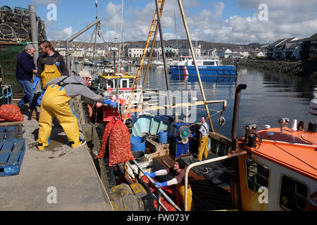 Aberystwyth, Ceredigion, Wales - März 2016 - Küstenfischer landen Taschen von Wellhornschnecken an der Uferstraße in Aberystwyth in der warmen Frühlingssonne. Das schöne Wetter erlaubt die Fischer Töpfe von Cardigan Bay abrufen, die locken die Wellhornschnecken geködert worden war. Die Wellhornschnecken werden auf Südkorea exportiert werden. Stockfoto