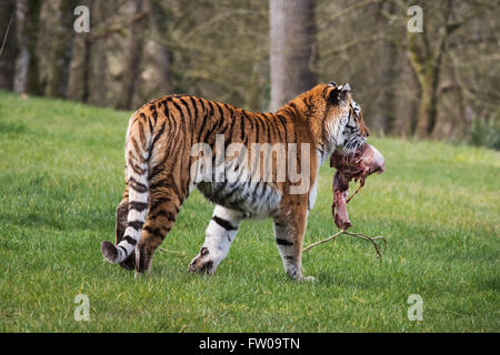 Ein Tiger während der Fütterungszeiten im Longleat Safari Park Stockfoto