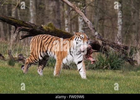 Ein Tiger während der Fütterungszeiten im Longleat Safari Park Stockfoto