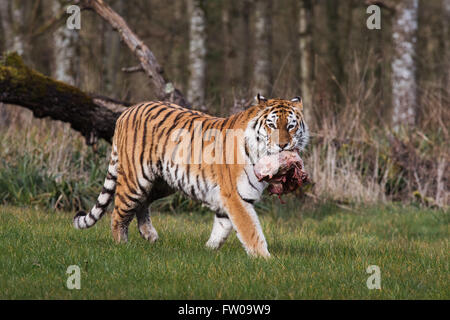 Ein Tiger während der Fütterungszeiten im Longleat Safari Park Stockfoto