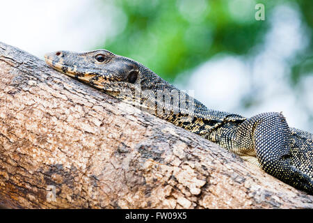 Kinabatangan, Malaysia Borneo. Malaiische Wasser Waran im Lebensraum. Stockfoto