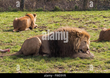 Ein männlicher Löwe während der Fütterungszeiten im Longleat Safari Park Stockfoto