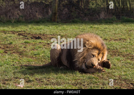 Ein männlicher Löwe während der Fütterungszeiten im Longleat Safari Park Stockfoto