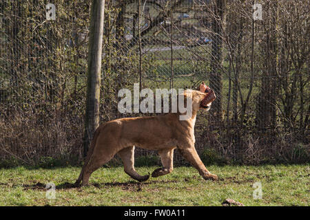 Ein Löwe während der Fütterungszeiten im Longleat Safari Park Stockfoto