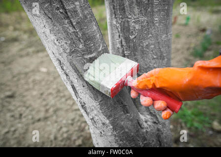 Pflege-Baum nach Winter. Einerseits in Gummihandschuh mit Farben Linde von schädlichen Insekten. Stockfoto