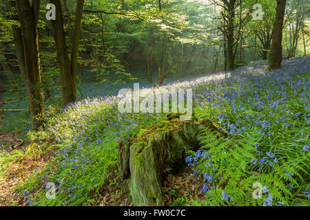 Glockenblumen in einem Waldgebiet in West Sussex, England. Stockfoto