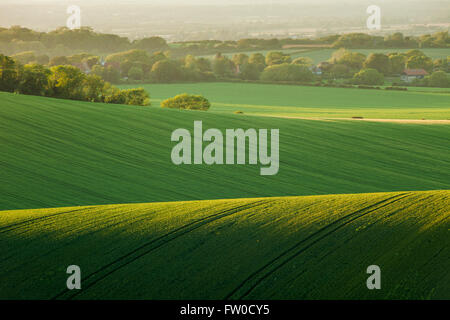 Frühling am Nachmittag an der South Downs, East Sussex, England. Stockfoto