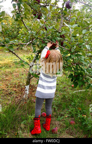 junges Mädchen pflücken Äpfel Stockfoto