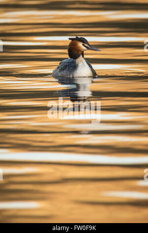 Ein Haubentaucher (Podiceps cristatus) schwimmen auf dem Wasser mit Bernstein und gold Reflexionen Stockfoto