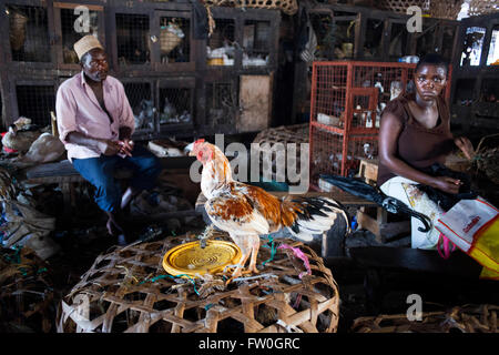 Verkauf von Hühner auf dem Markt von Stone Town, Sansibar, Tansania. Stockfoto