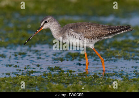 Gefleckte Rotschenkel (Tringa Erythropus), stehen in einem Sumpf, Kampanien, Italien Stockfoto