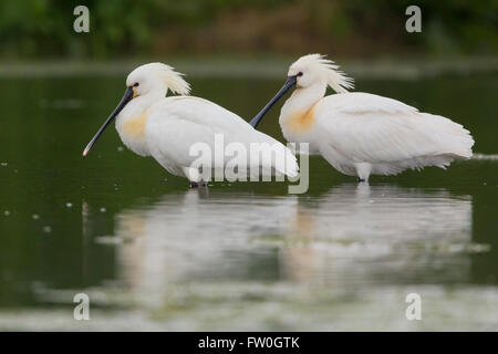 Eurasische Löffler (Platalea Leucorodia), zwei Erwachsene stehen im Wasser, Kampanien, Italien Stockfoto