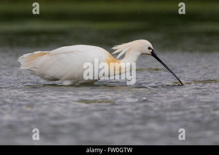 Eurasische Löffler (Platalea Leucorodia), Fütterung im Wasser unter dem Regen, Kampanien, Italien Stockfoto