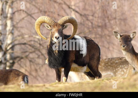 schöne Mufflon Widder auf der Waldwiese, stehend mit Damwild-Herde Stockfoto