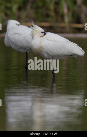 Eurasische Löffler (Platalea Leucorodia), koppeln stehen im Wasser, Kampanien, Italien Stockfoto