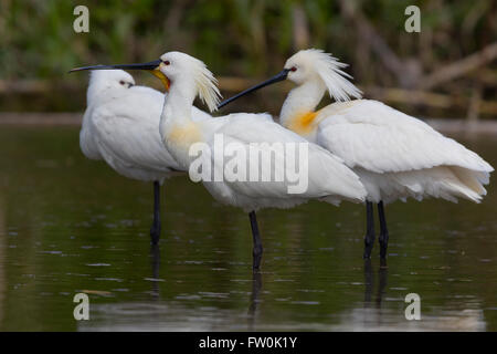 Eurasische Löffler (Platalea Leucorodia), kleine Herde stehend im Wasser, Kampanien, Italien Stockfoto