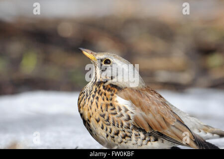 Wacholderdrossel Feder Porträt (Turdus Pilaris) nur nach Saison Migration in Frühjahr Feld ankommen. Moscow Region, Russland Stockfoto