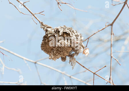 Kühner Hornissen Hive hängend von einem Ast im Wald. Stockfoto